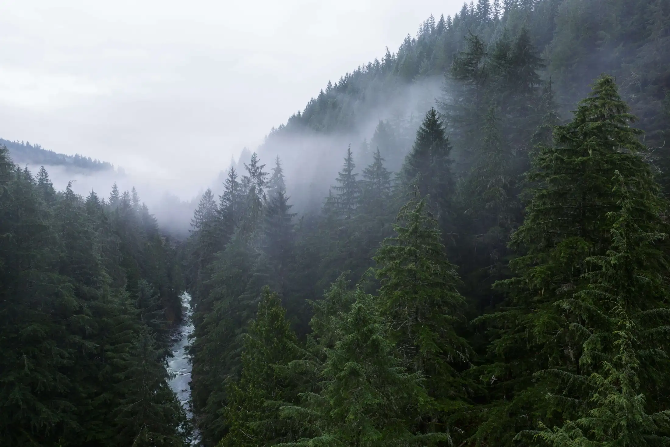 A dense evergreen forest with a mist-covered river running through a narrow valley on an overcast day.