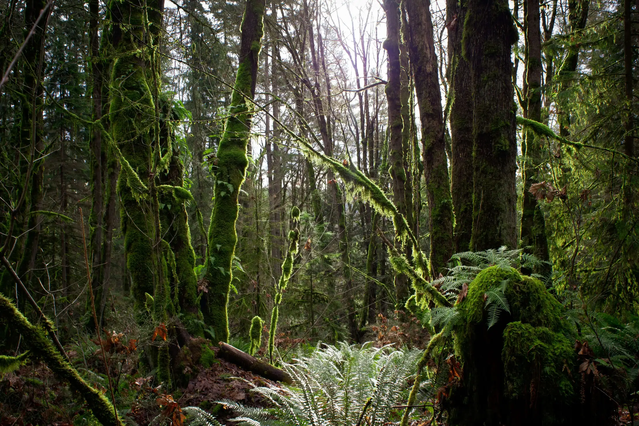 A dense forest scene with tall trees covered in moss, ferns on the ground, and sunlight filtering through the branches.
