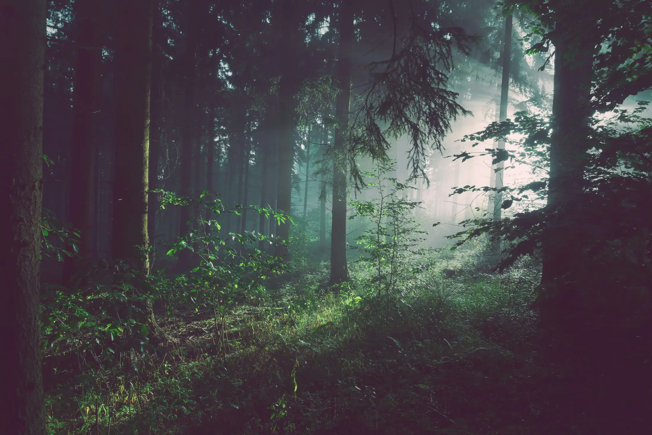A dense forest with tall trees is illuminated by beams of light filtering through the canopy, creating a serene and misty atmosphere. Green vegetation covers the forest floor.