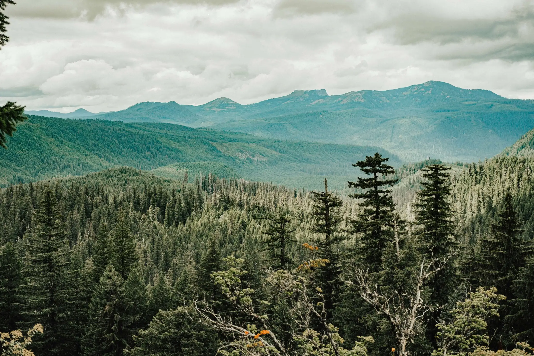 A dense forest with tall trees stretches towards a range of mountains under a mostly cloudy sky.