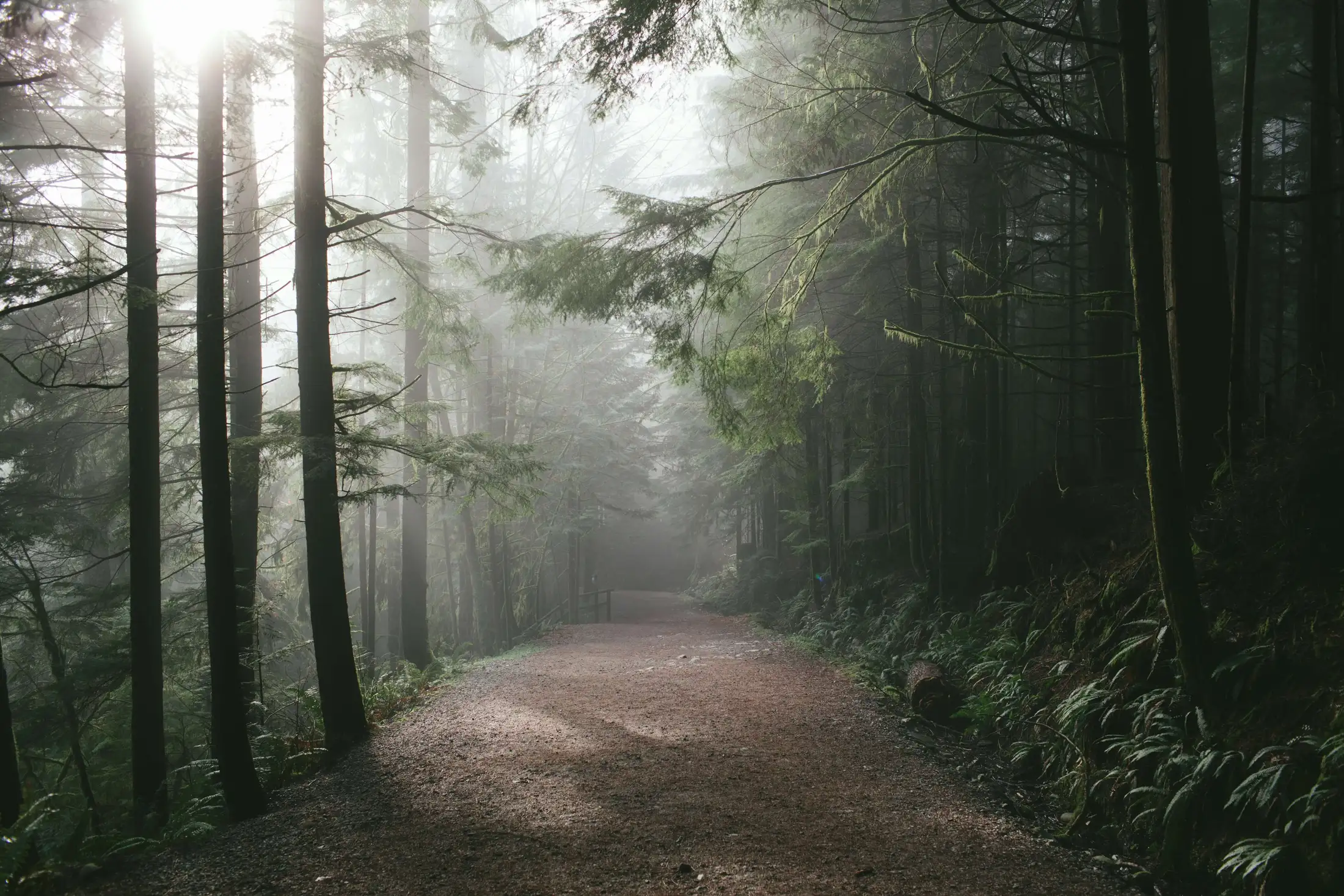A gravel path leads through a misty, dense forest with tall trees and ferns. Sunlight filters through the canopy, creating a serene atmosphere.