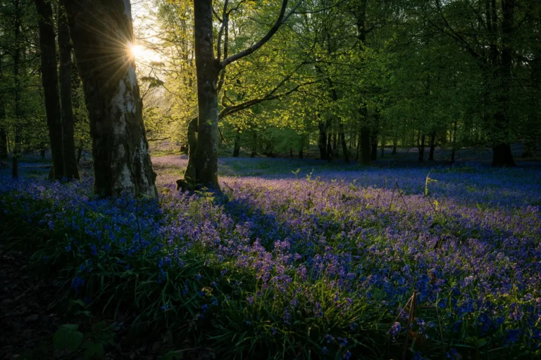 A serene forest scene with sun rays filtering through trees and a carpet of blue and purple flowers covering the forest floor.