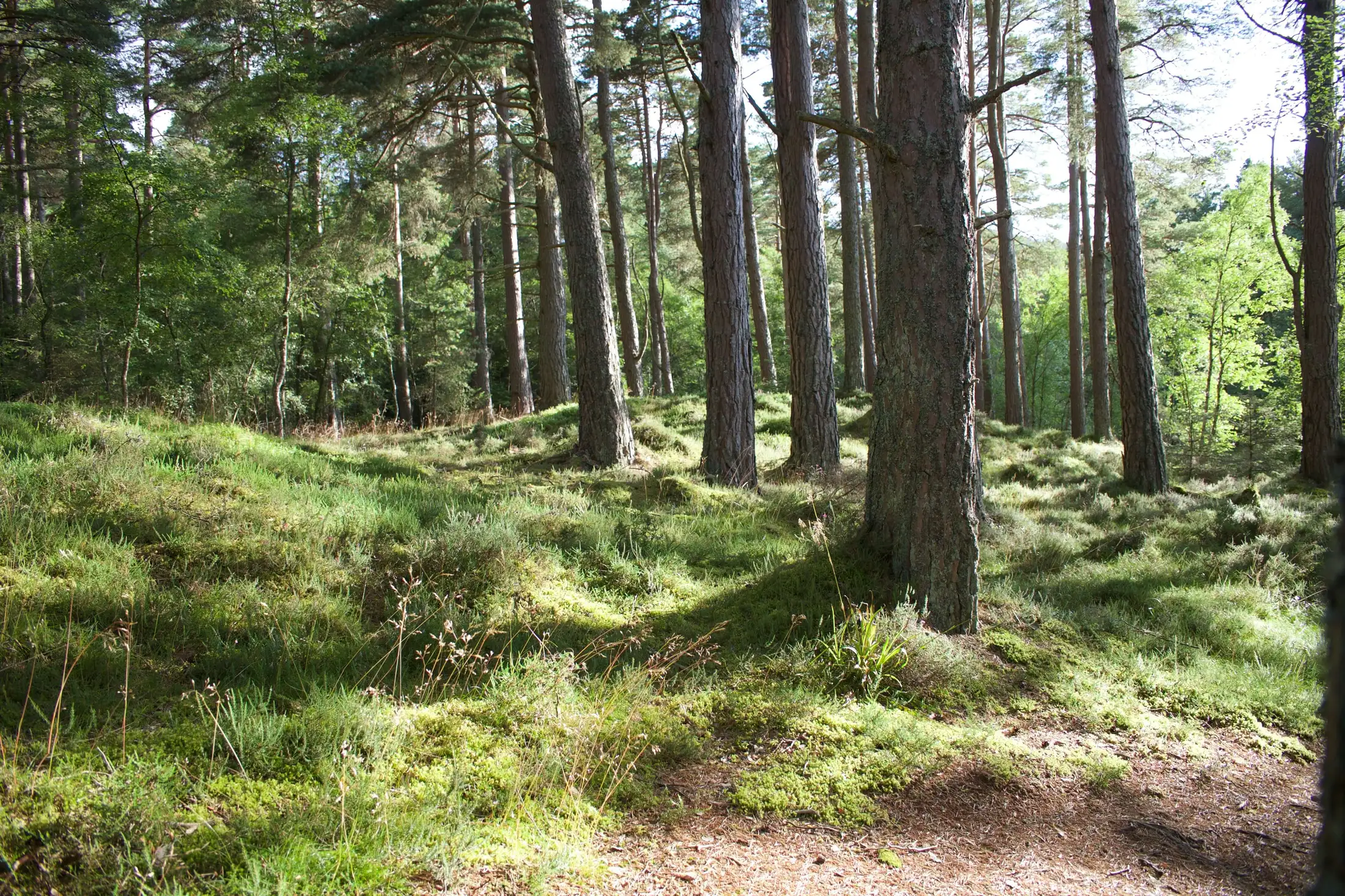 A sunlit forest with tall trees and a grassy, moss-covered forest floor. Sunlight filters through the leaves, creating a serene atmosphere.