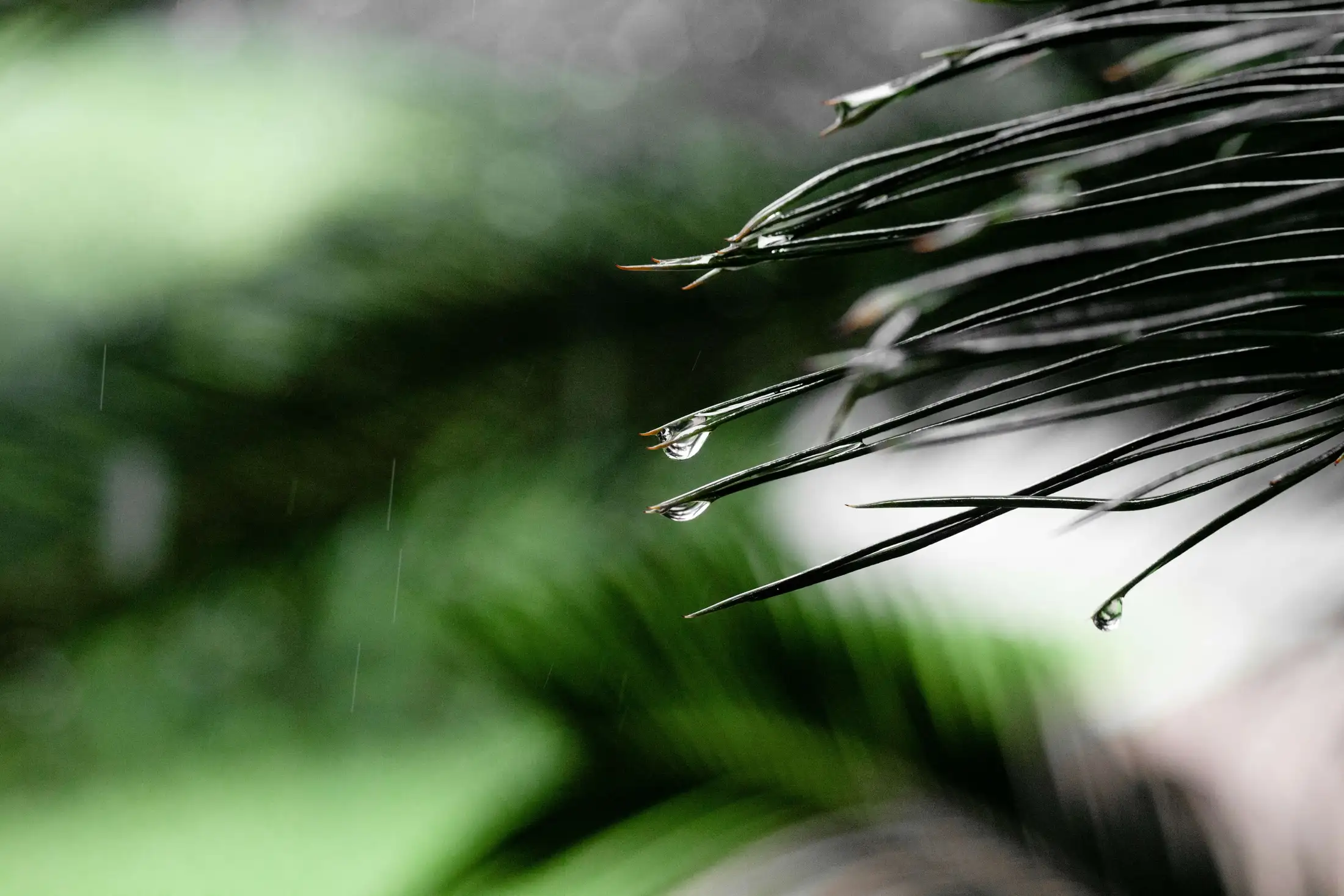 Close-up of pine needles with droplets of water, blurred green foliage in the background.
