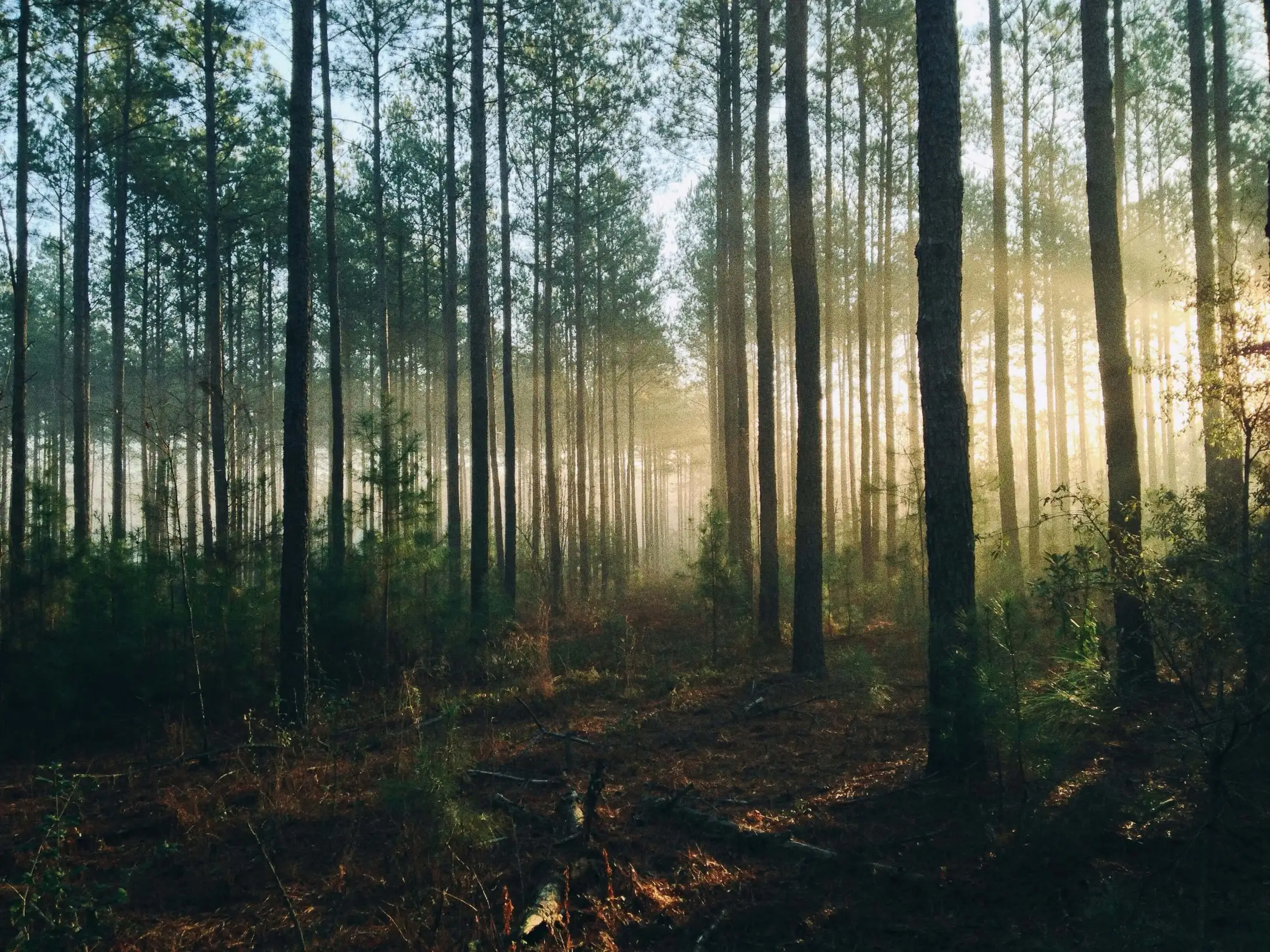 Tall trees with slim trunks stand in a forest with light shining through, creating a misty atmosphere. The forest floor is covered in fallen leaves and underbrush.