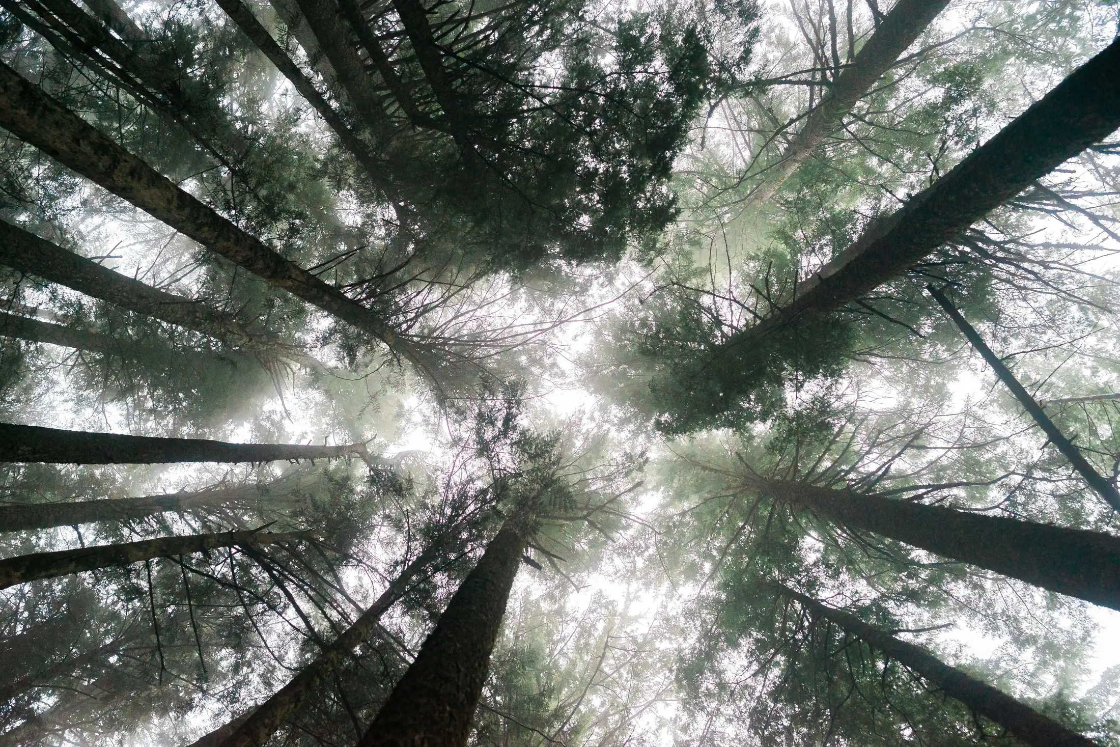 Upward view of tall trees with dense foliage, converging towards a bright, cloudy sky.