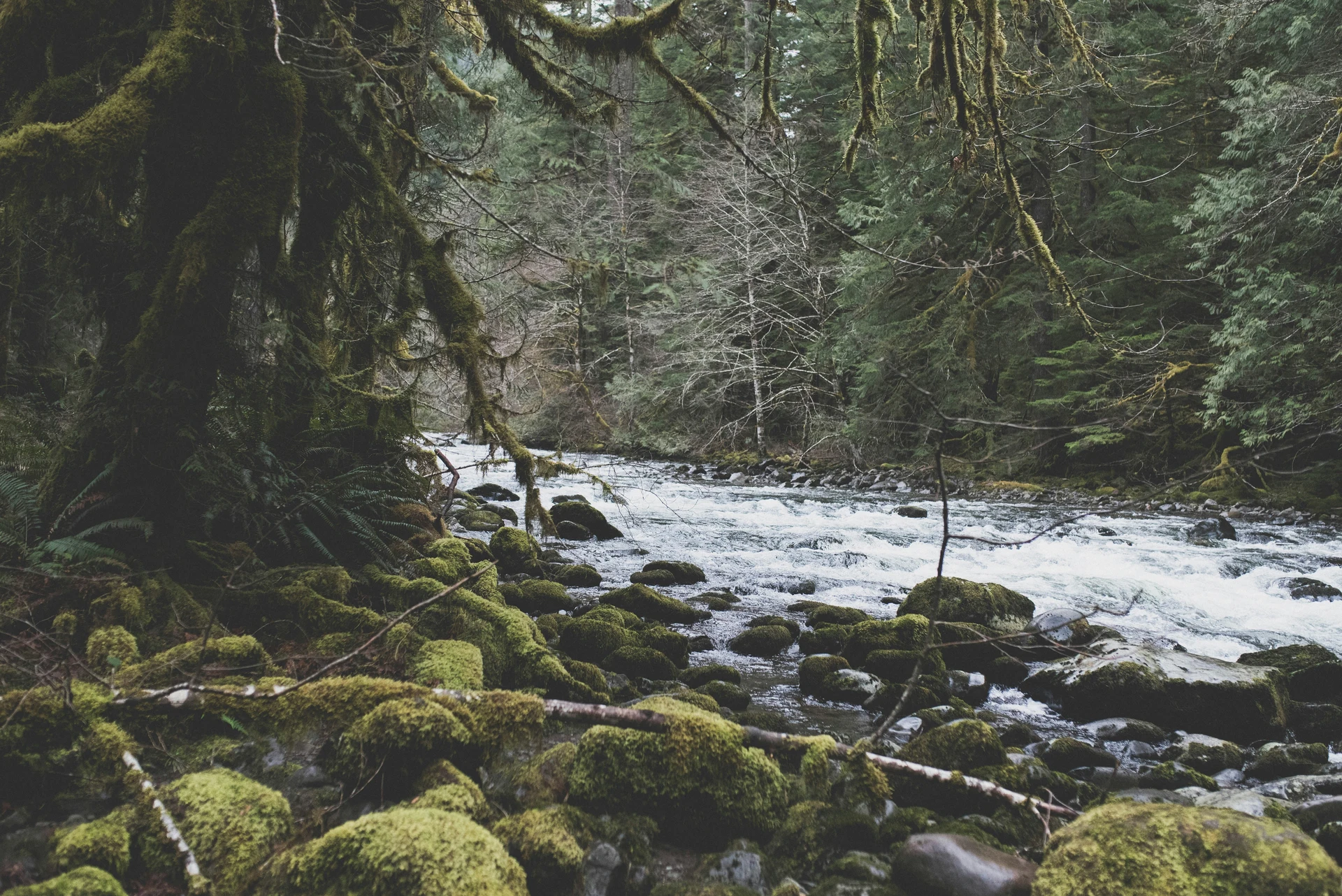 A forest scene with a rocky river flowing through it, surrounded by moss-covered rocks and trees.