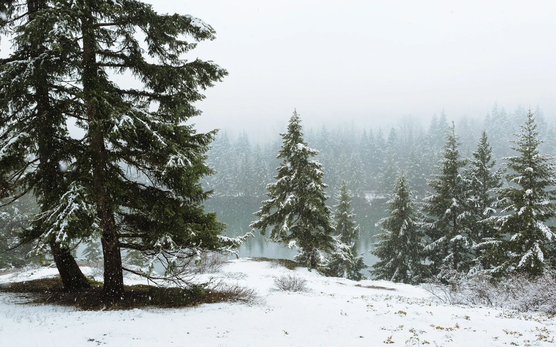 Snow-covered evergreen trees stand beside a quiet lake, surrounded by a foggy, snow-blanketed landscape.