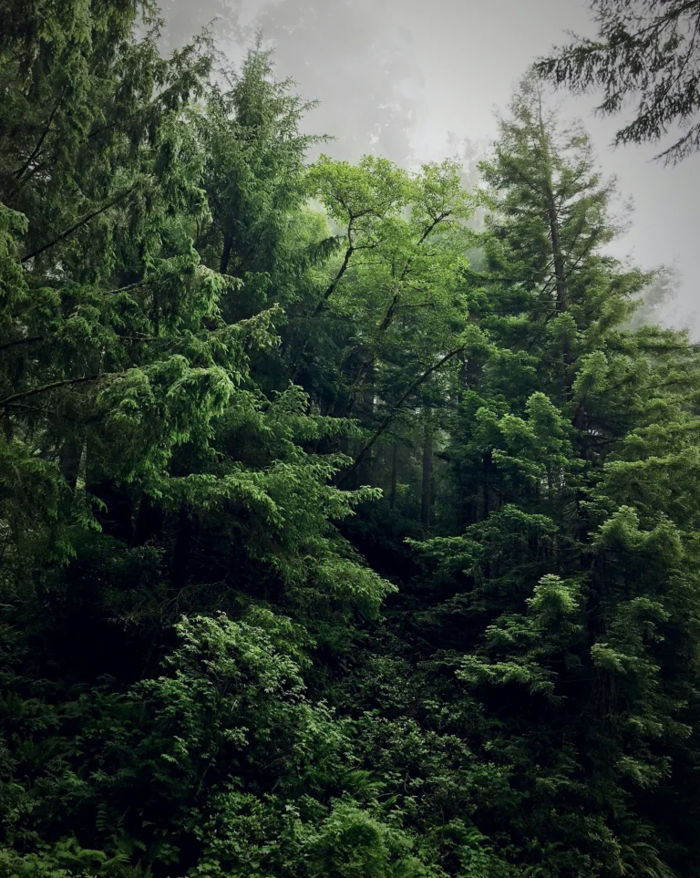 A dense forest with various types of green trees and undergrowth, shrouded in mist.