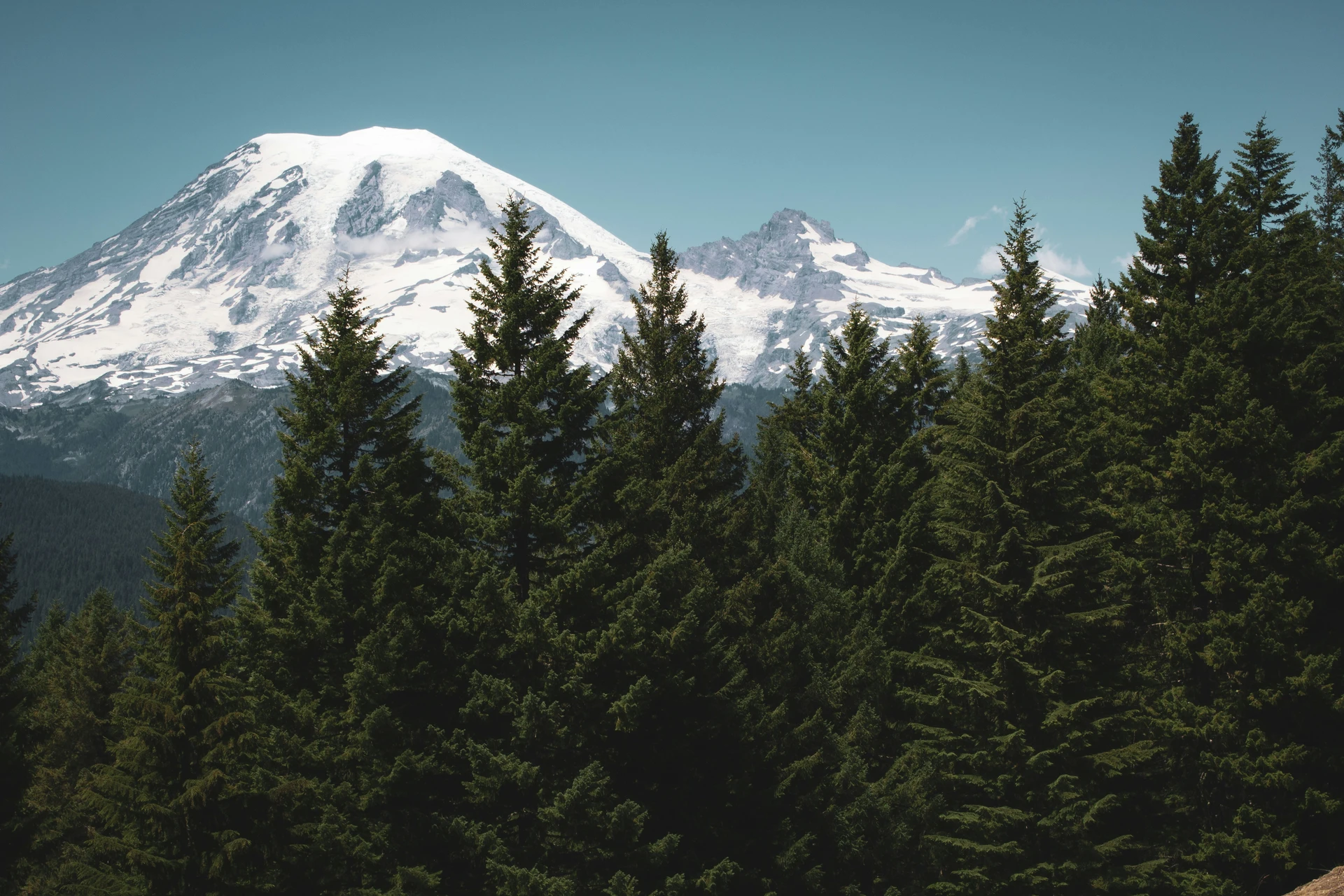 Snow-capped mountain in the background with a forest of tall evergreen trees in the foreground under a clear blue sky.