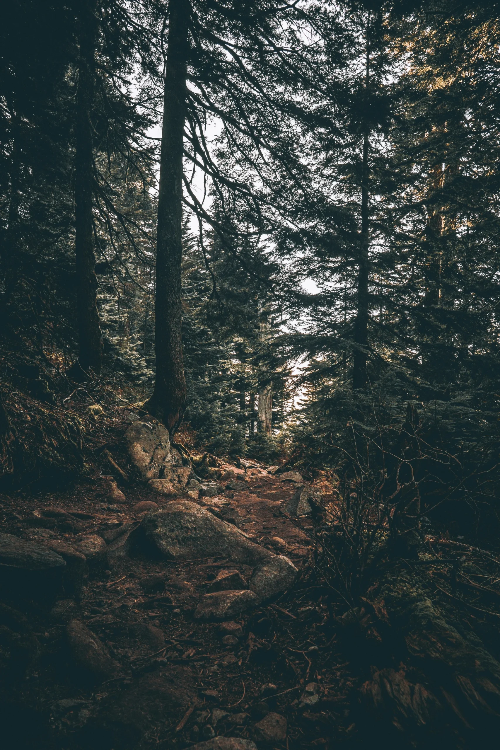 A dimly lit forest trail, surrounded by tall trees and dense foliage. The ground is rocky and uneven, with scattered sunlight filtering through the canopy.